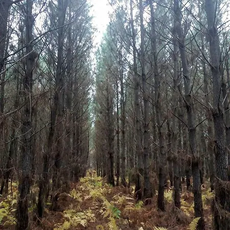 Landes Plein Air Bias (Landes)